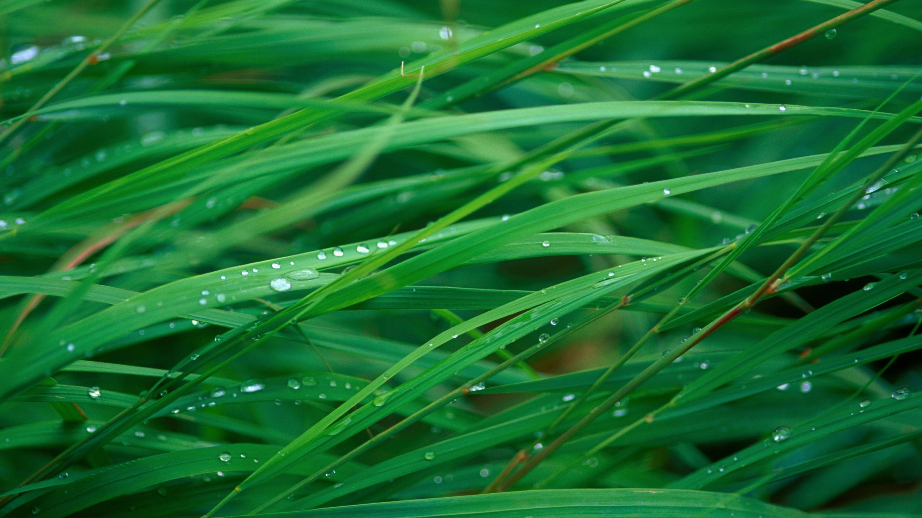Mac Os Grass - HD Wallpaper 