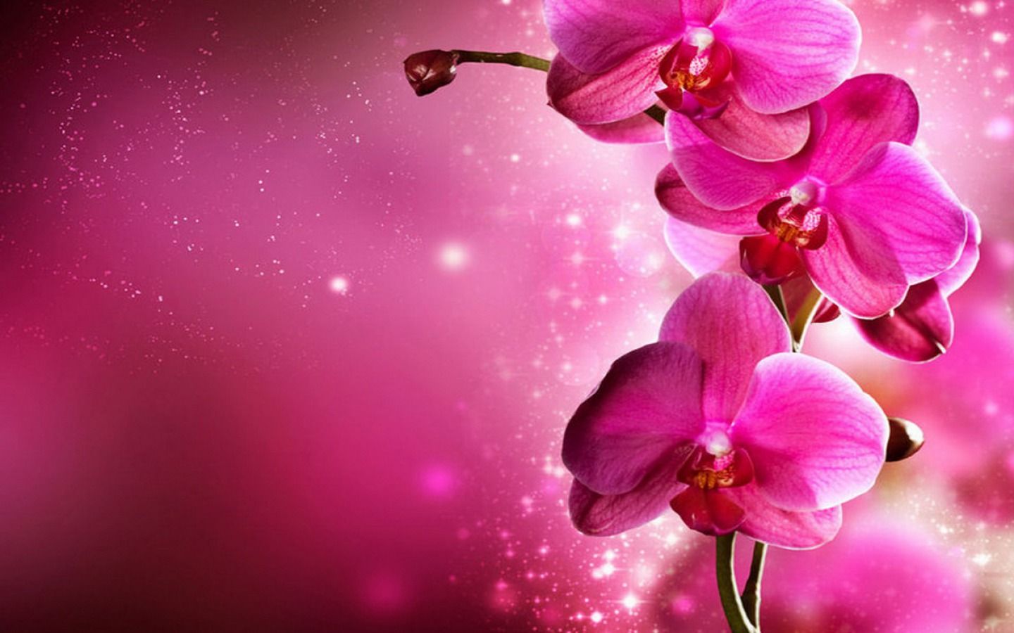 Orchid Flower Background - HD Wallpaper 