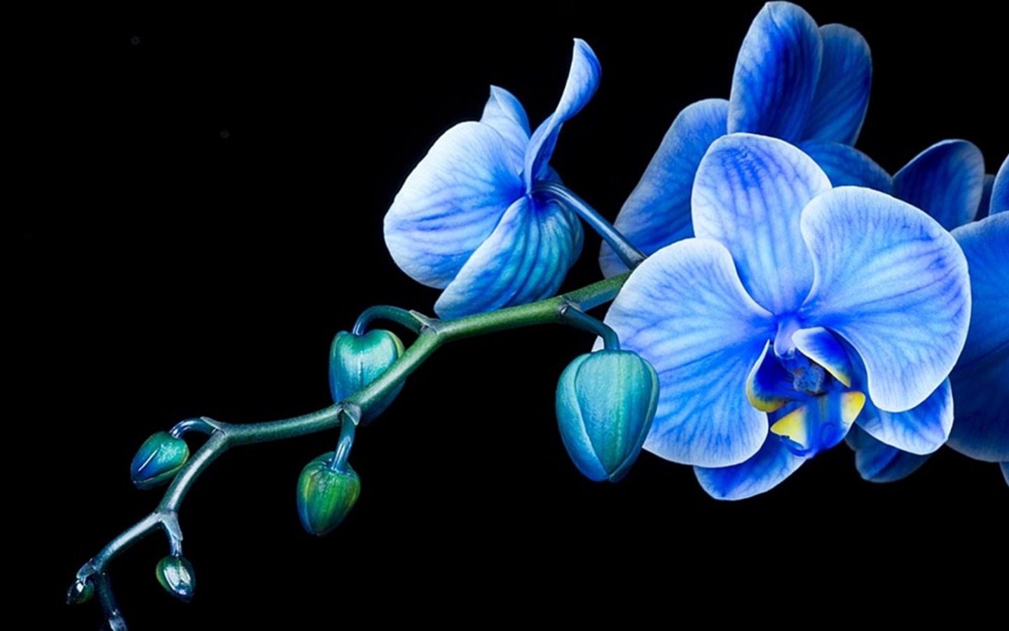 Orchid - Blue Orchid Wallpaper Hd - HD Wallpaper 