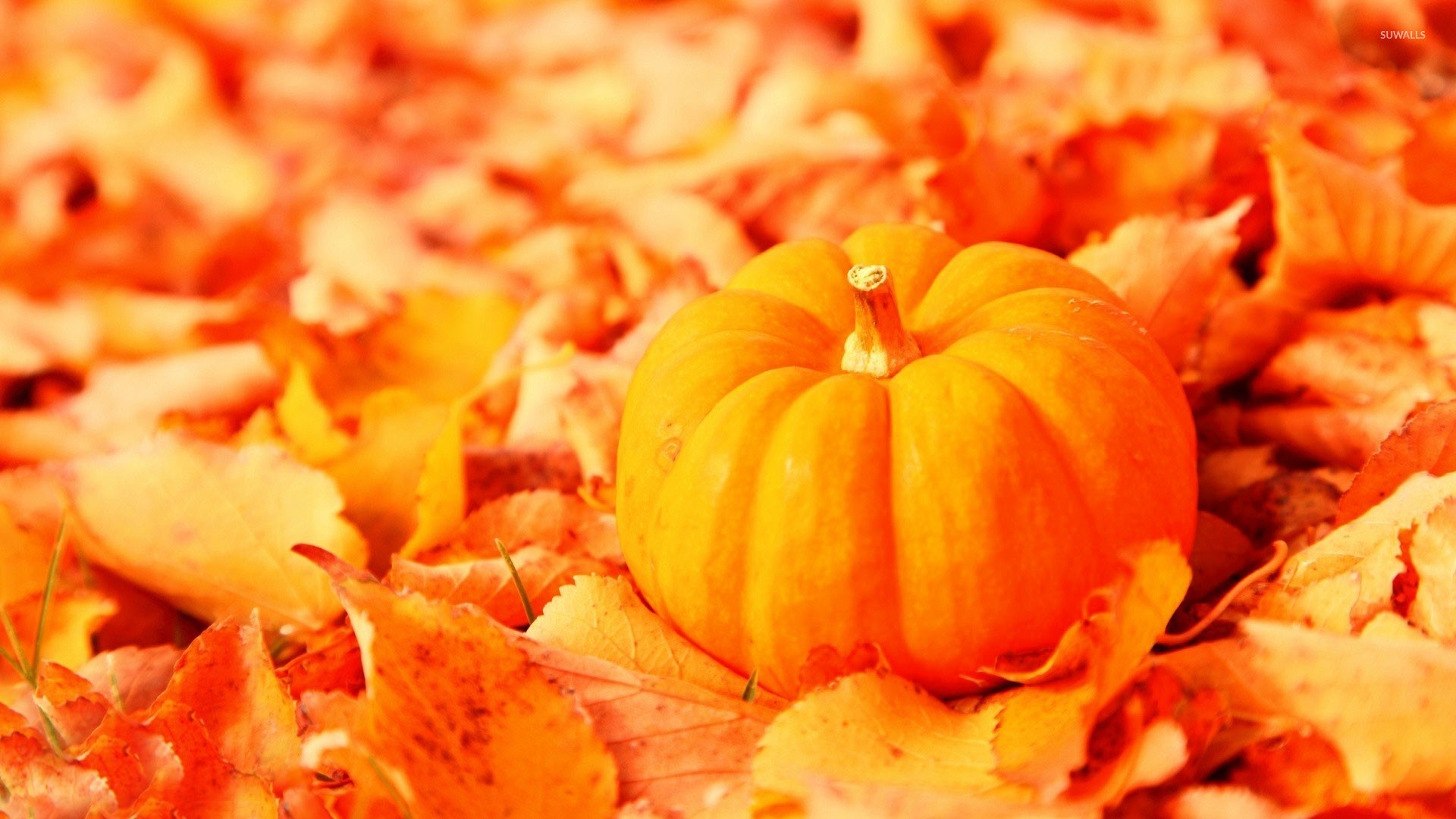 Cute Fall Wallpaper For Computers, Mobile Phones And - Fall Leaves And Pumpkins - HD Wallpaper 