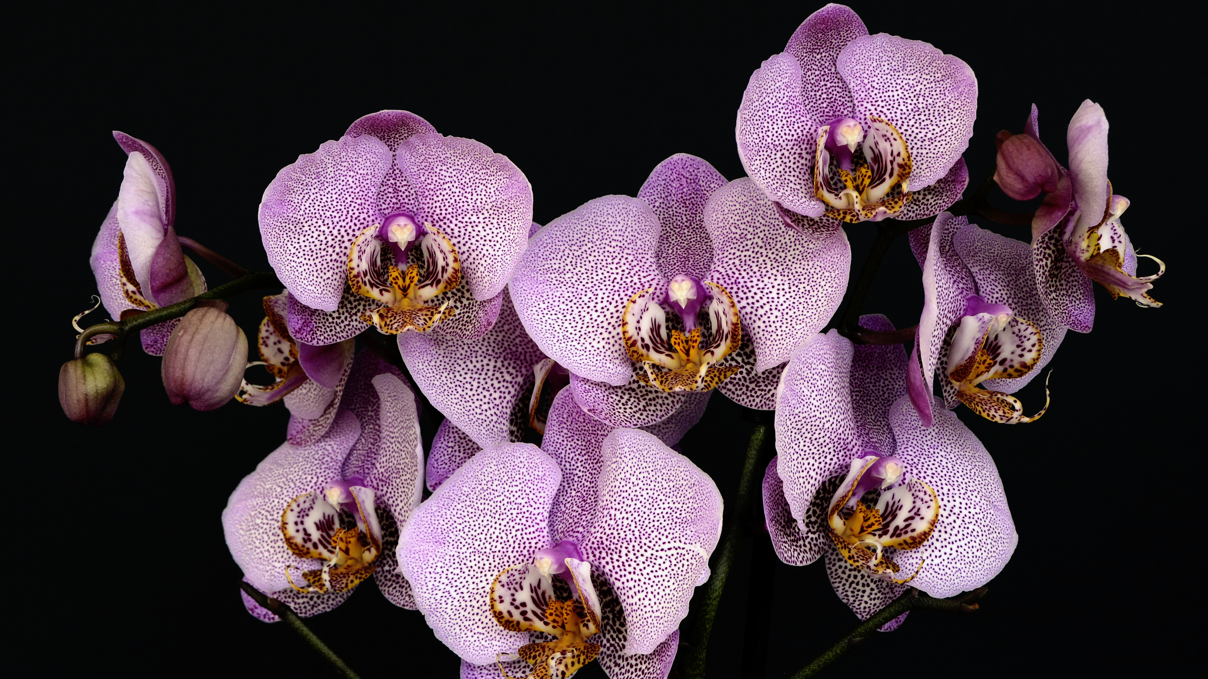 Orchids Desktop - HD Wallpaper 