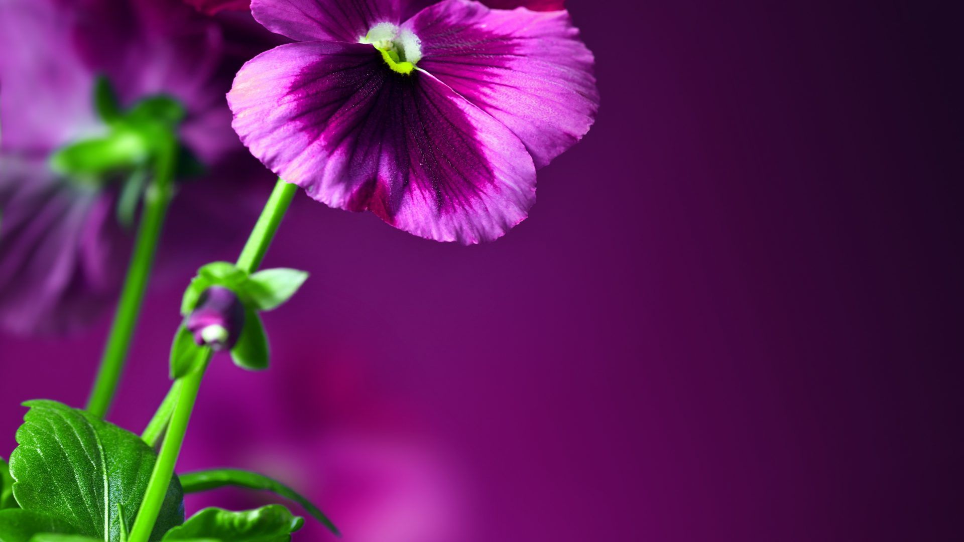 Flower Wallpapers Page - Beautiful Saturday And Blessed Weekend - HD Wallpaper 