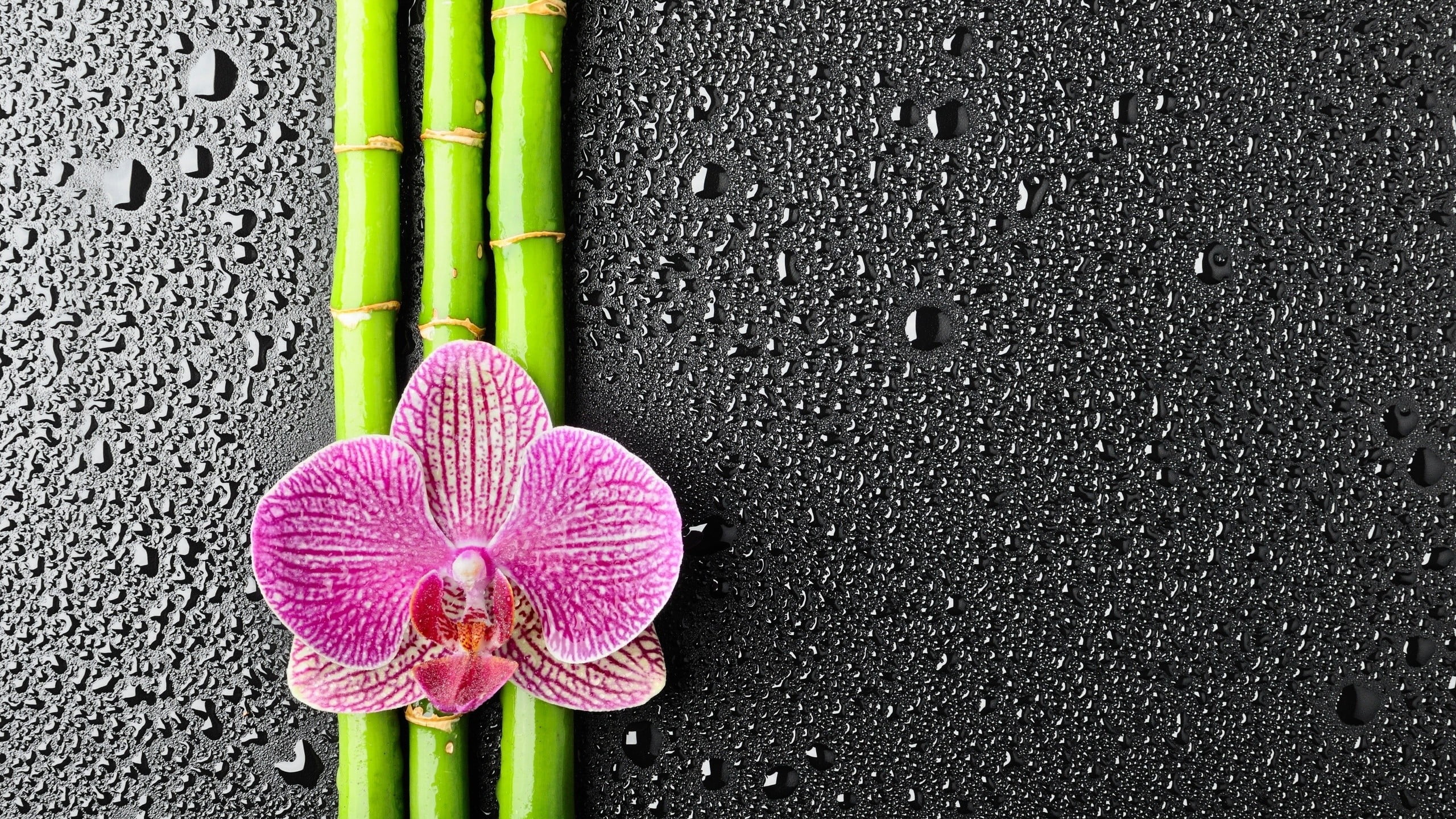Bamboo Hd - HD Wallpaper 