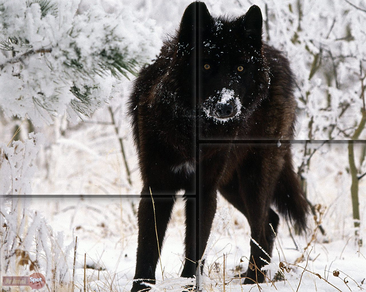 Black Wolf Wallpaper - Best Black Wolf - HD Wallpaper 