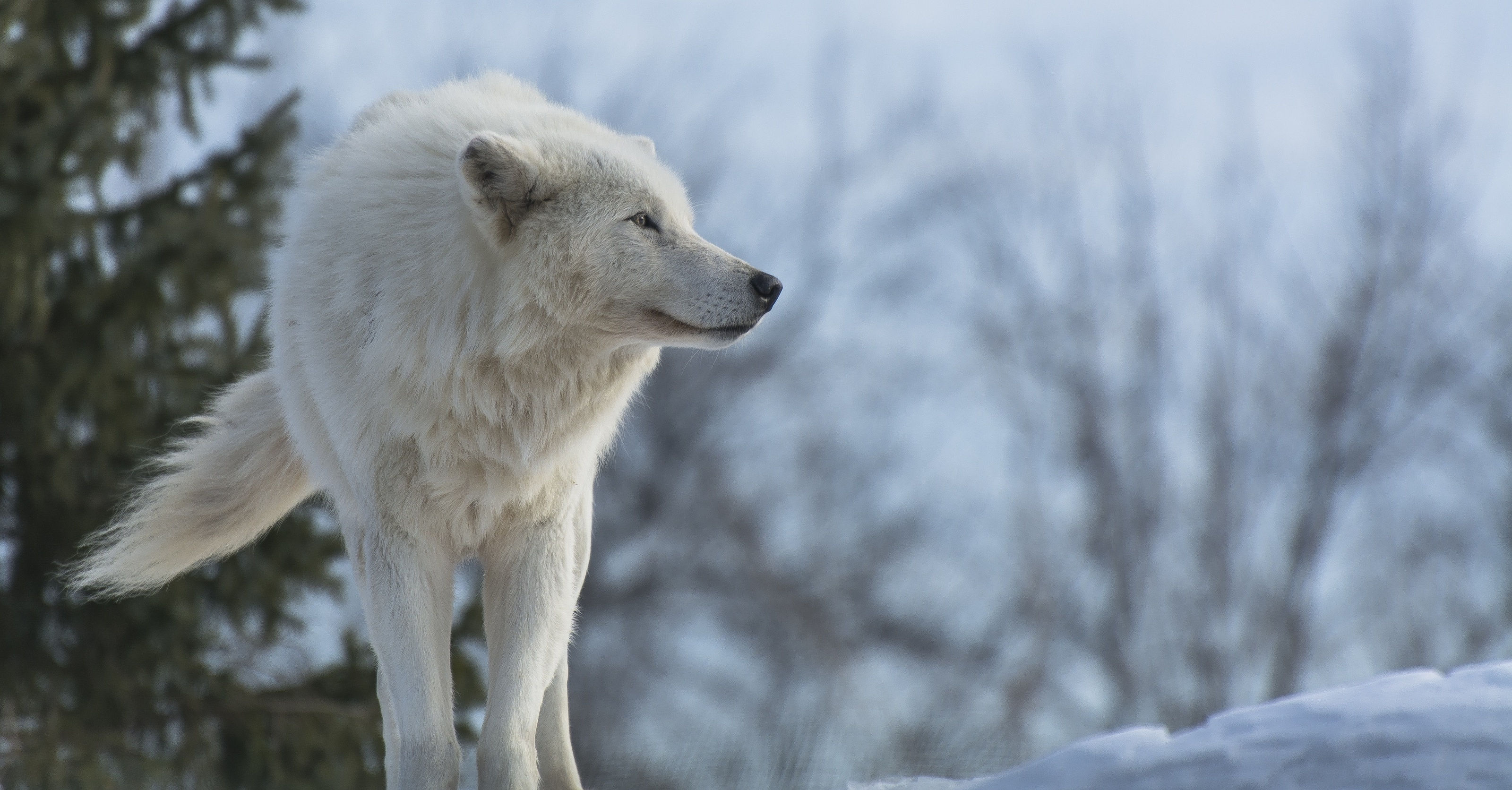 White Wolf Wallpaper Hd Resolution - White Wolf Wallpaper Hd - HD Wallpaper 