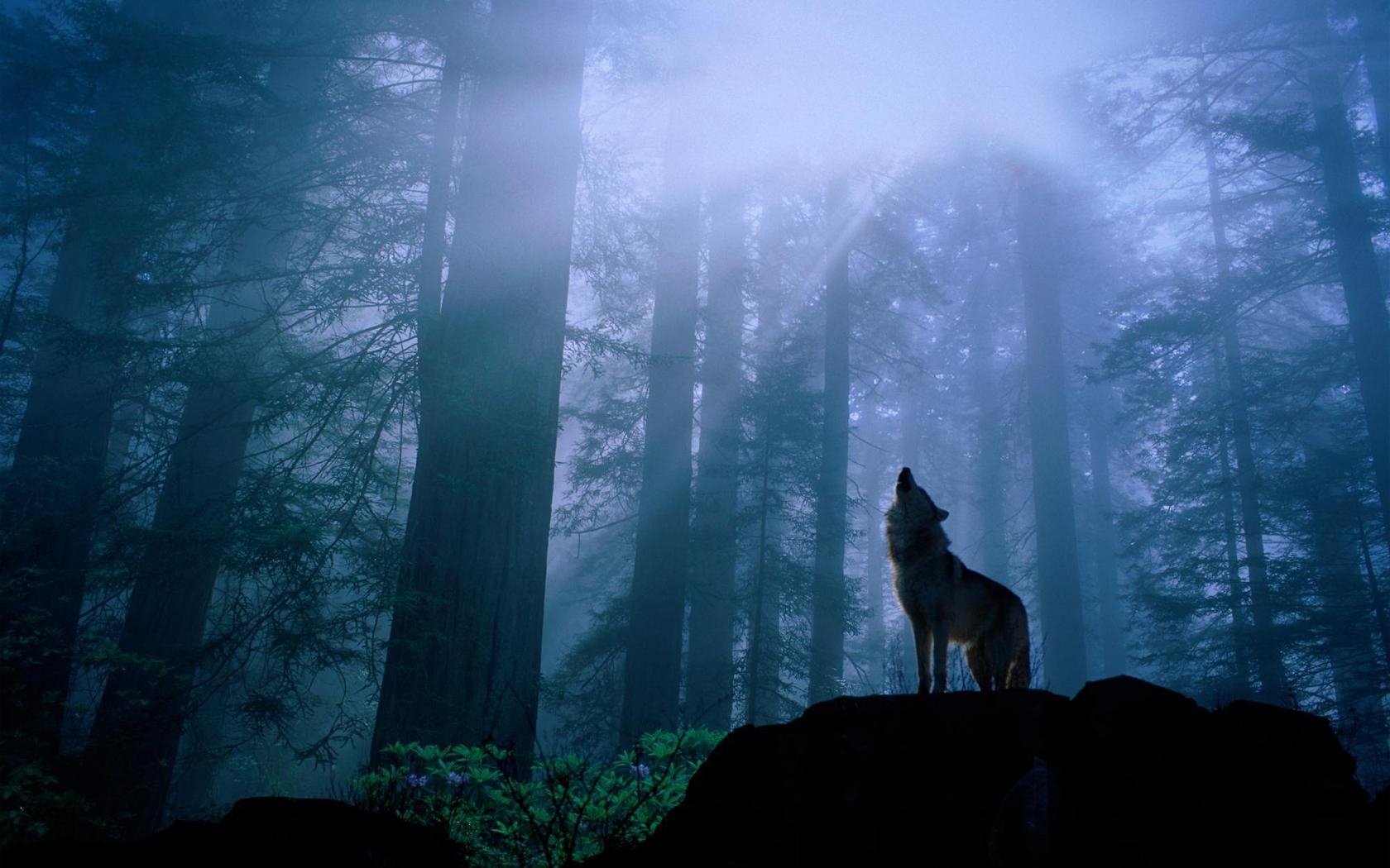 Widescreen Wolf Wallpaper - Wolf Howling In Woods - HD Wallpaper 