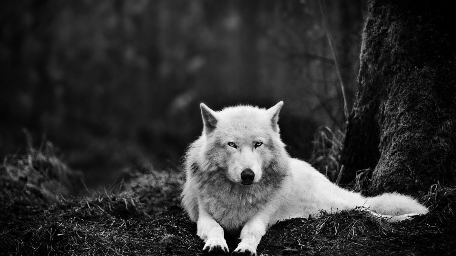 White Wolf Wallpaper Hd Wallpaper - Wolf Wallpaper Hd - HD Wallpaper 