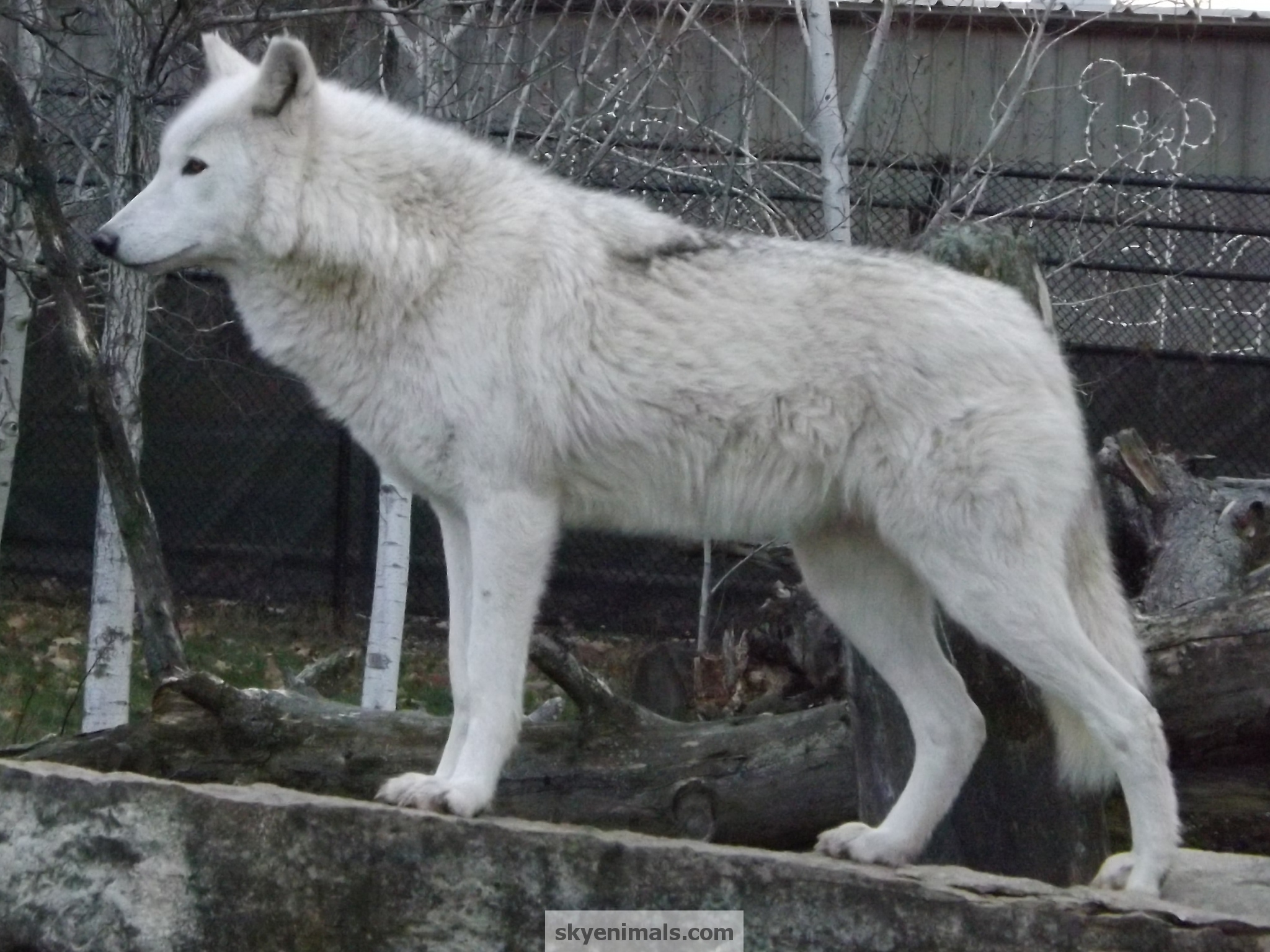 Standing Wolf Profile View - HD Wallpaper 