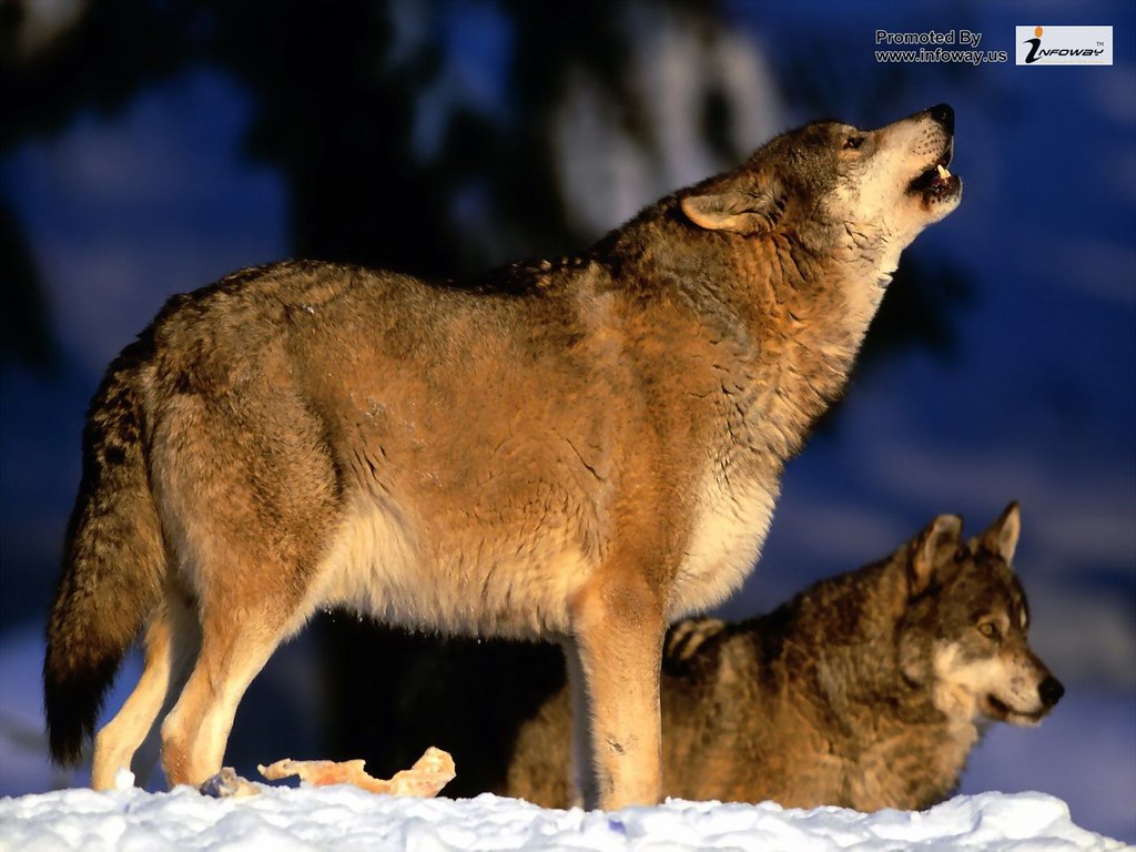 Beautiful Wolfs - HD Wallpaper 