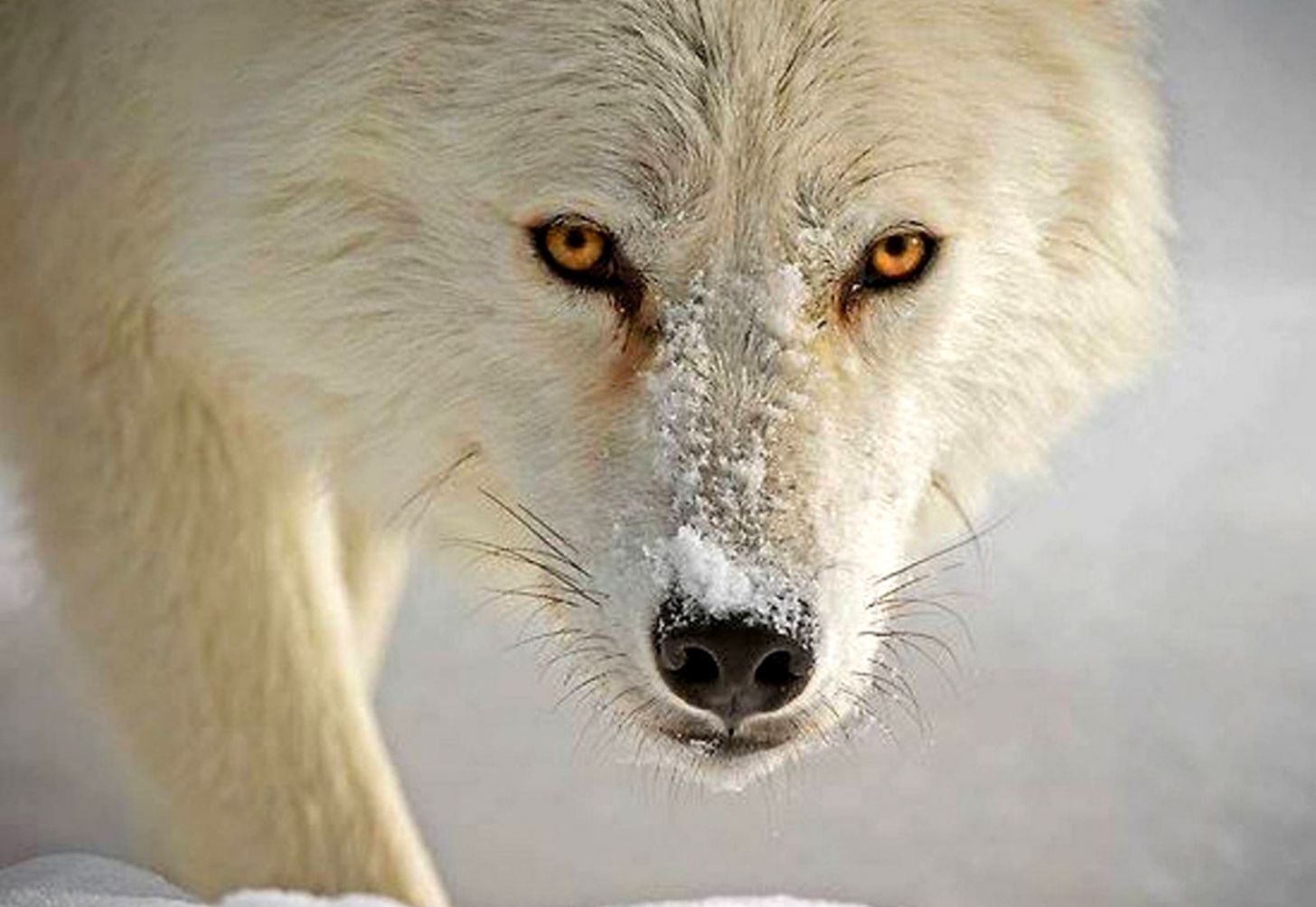 Dogs Landscape Nature Snow Winter Wolf Wolves Wallpaper - Paysage D Hiver Loup - HD Wallpaper 