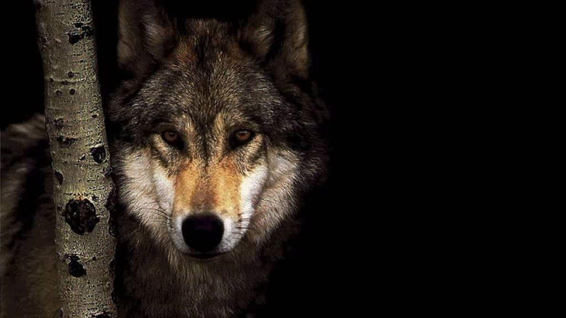 Wolf Wallpaper Hd - HD Wallpaper 