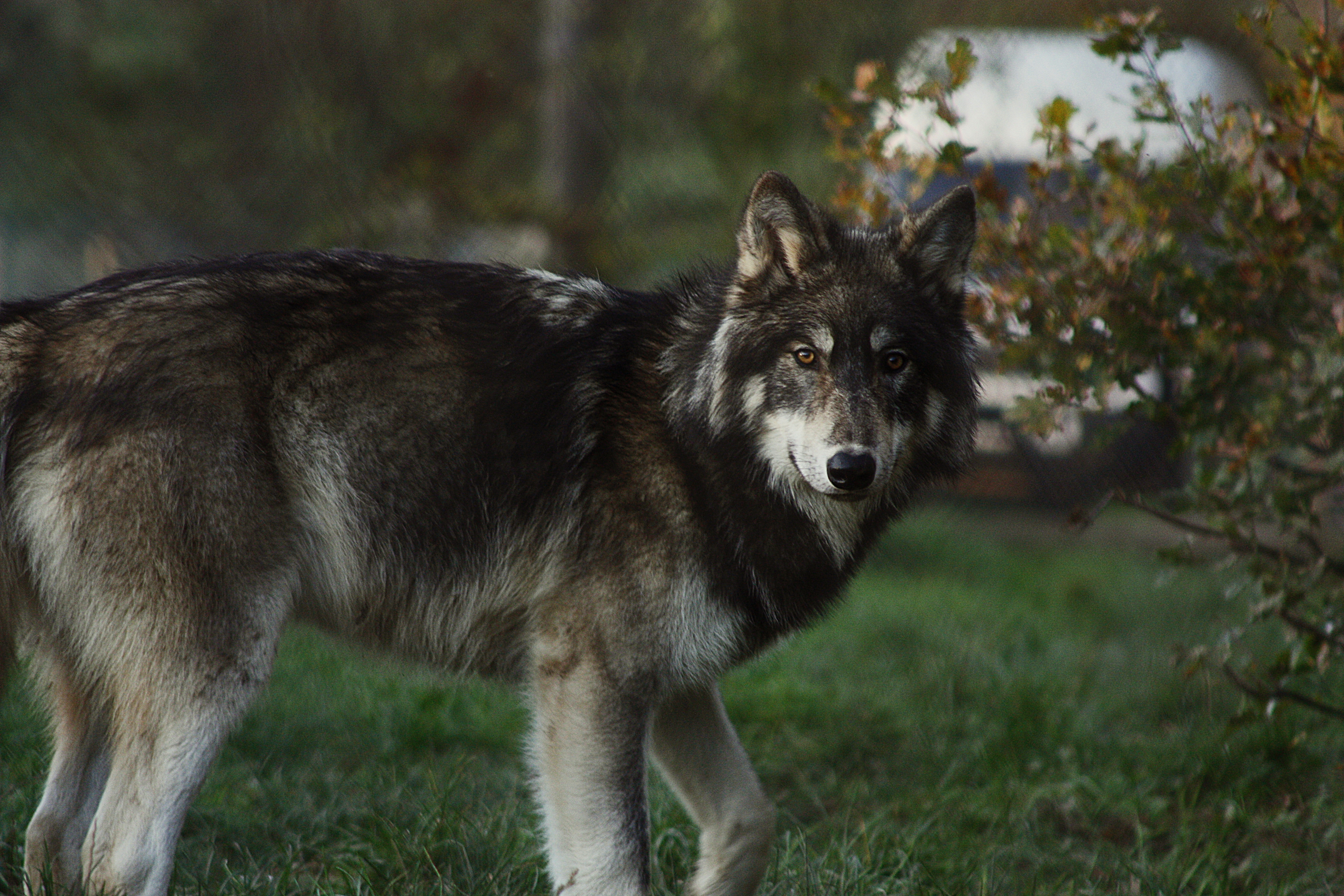 Wolf Wallpaper For Windows - HD Wallpaper 