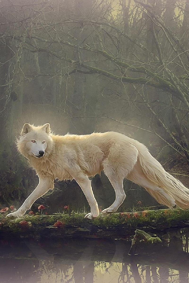 Beautiful White Wolf Wallpaper Iphone Resolution - Beautiful Wolf Wallpaper Iphone - HD Wallpaper 