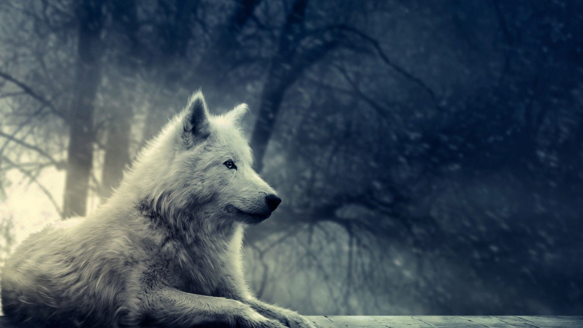 Free Wolf Wallpapers Phone « Long Wallpapers 
 Data-src - Hd Wallpaper Wolf - HD Wallpaper 