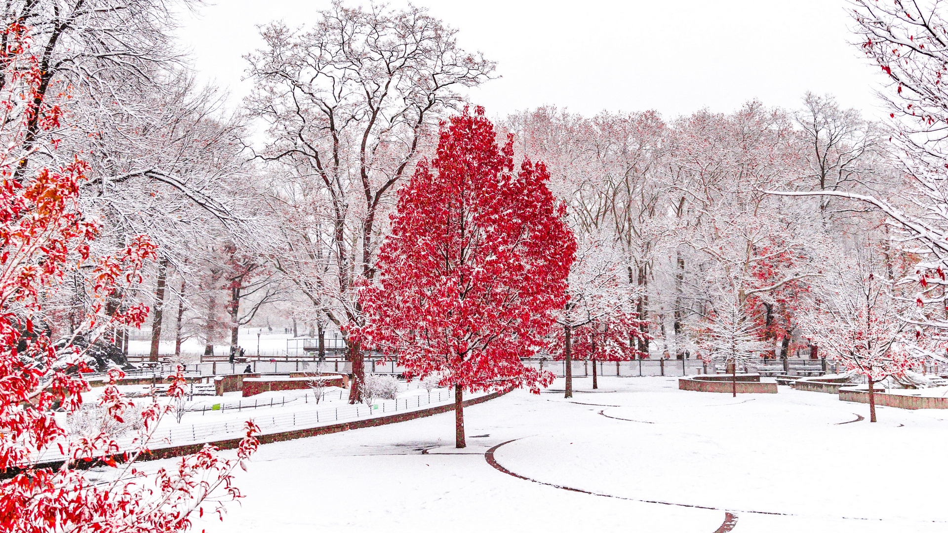 Park Trees Snow View In Winter - Red Tree In Snow - HD Wallpaper 