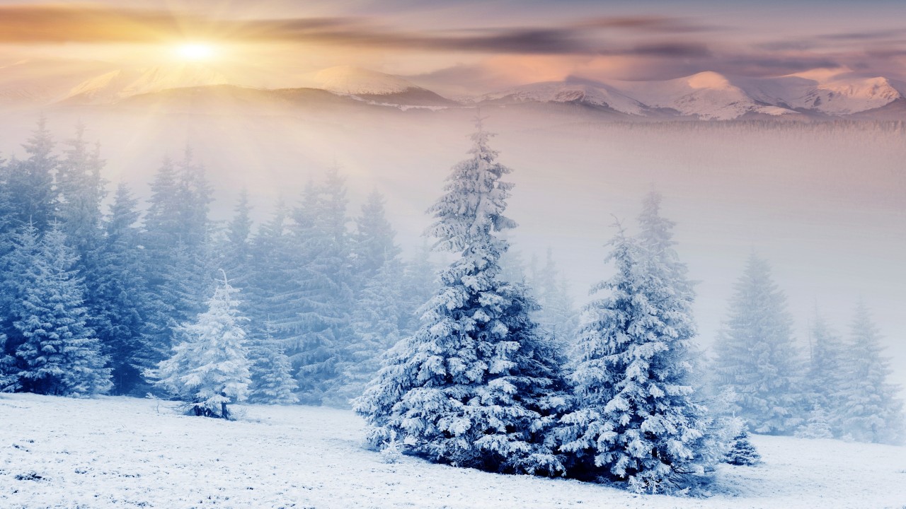 Snow On Trees - HD Wallpaper 