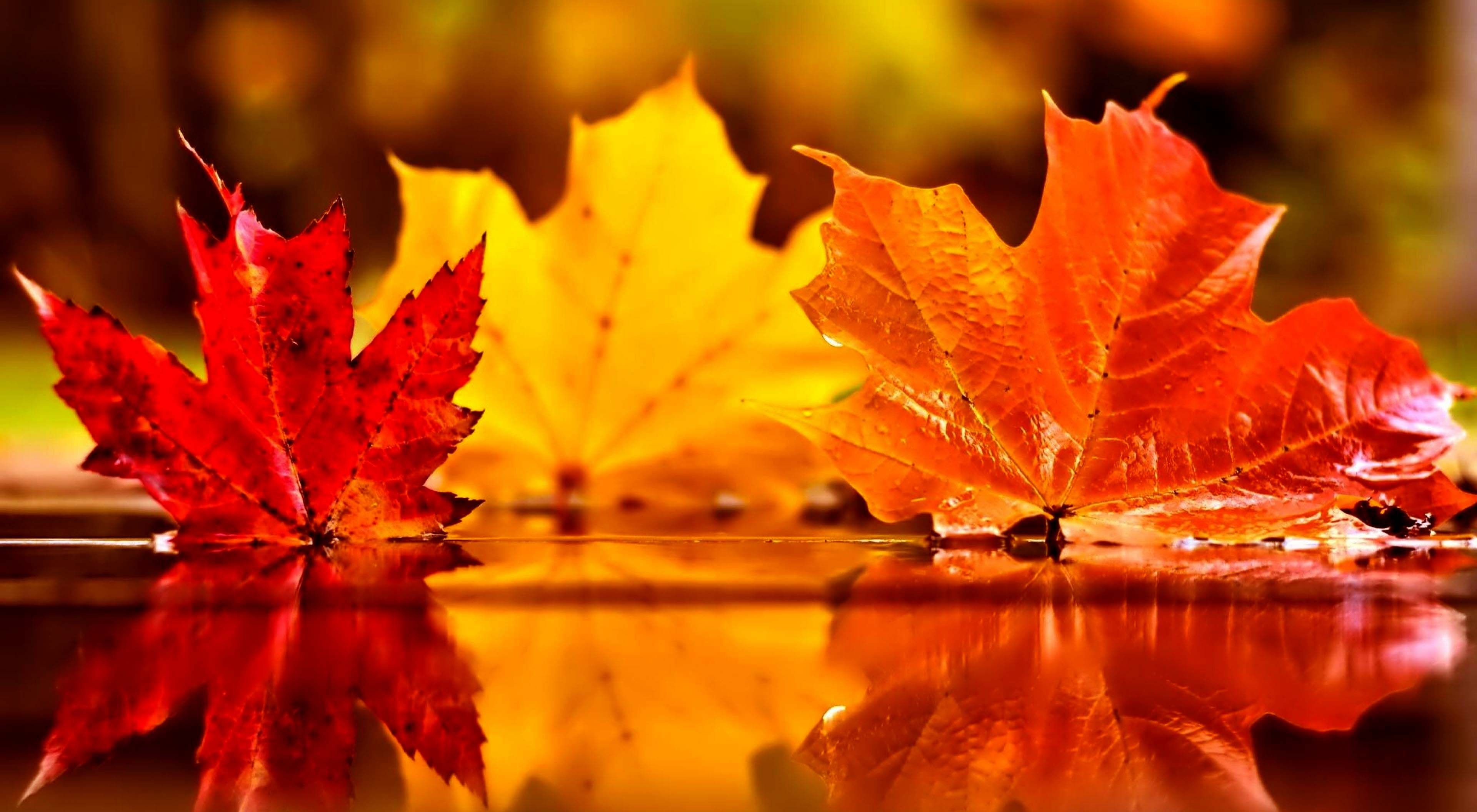 3840x2112, Beautiful Autumn Leaves On Water - Beautiful Autumn Leaves - HD Wallpaper 