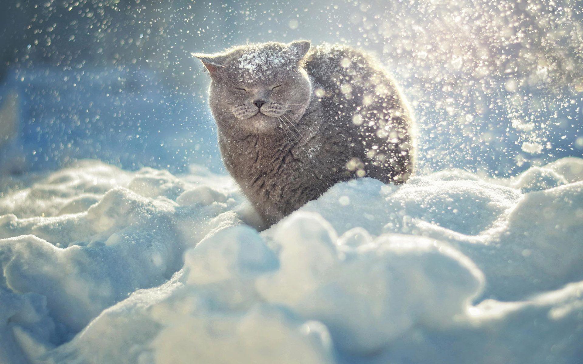Hd Cat Enjoying The Snow Wallpaper - Cat In Snow Hd - HD Wallpaper 