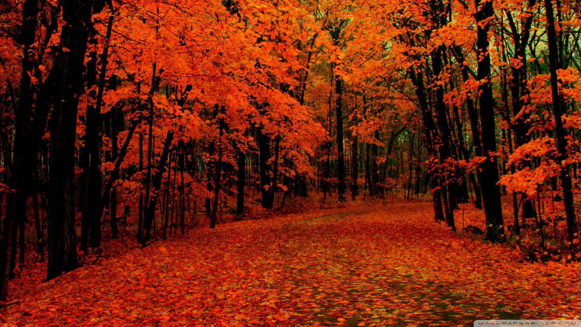 Fall Wallpaper - Macbook Pro Wallpaper Fall - HD Wallpaper 