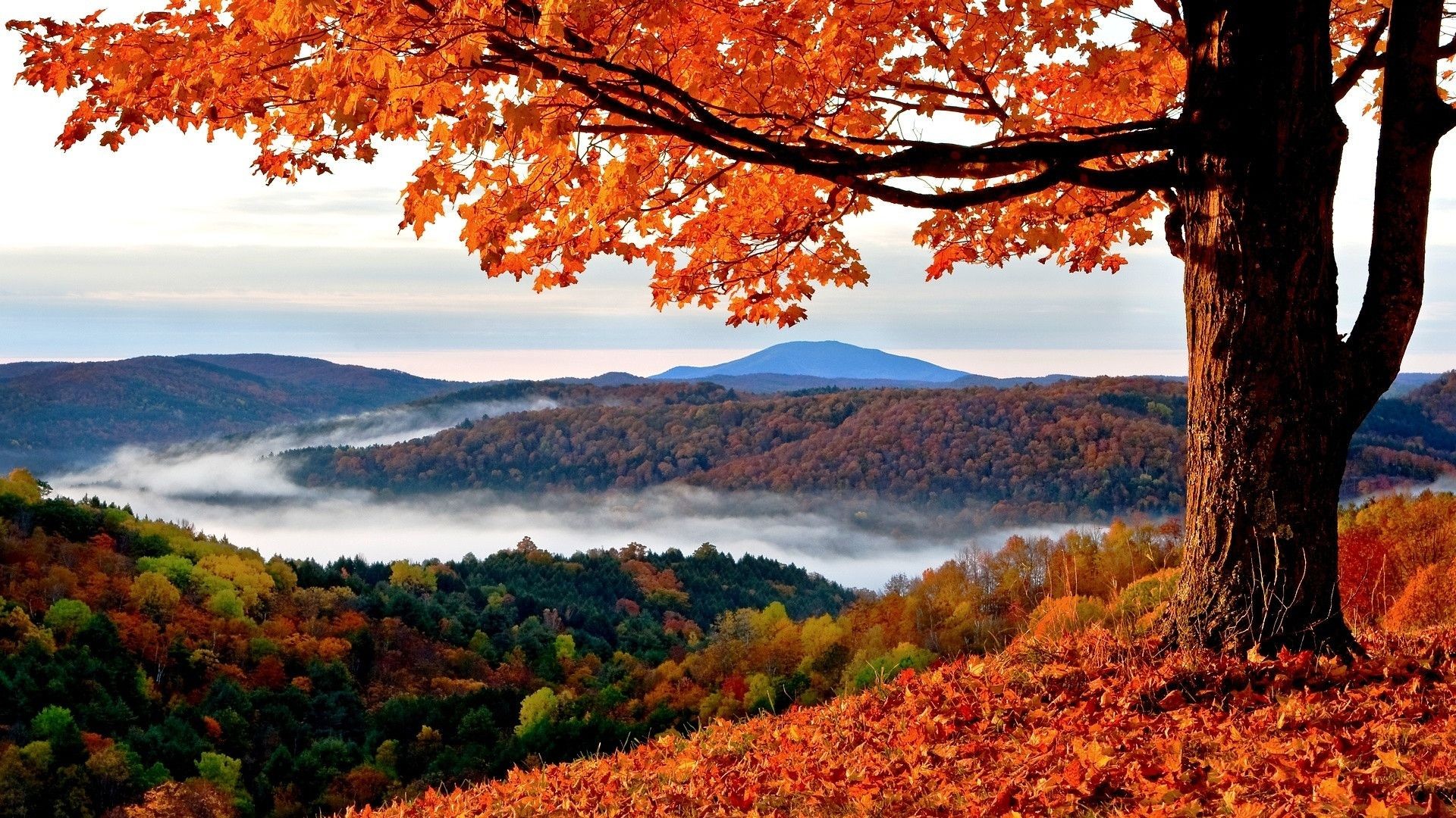 Wallpaper Autumn Src Popular Autumn Wallpapers For - High Resolution Fall Background - 1920x1080 Wallpaper Wallpaper Autumn Src Popular Autumn Wallpapers For - High Resolution Fall Background - 1920x1080 Wallpaper