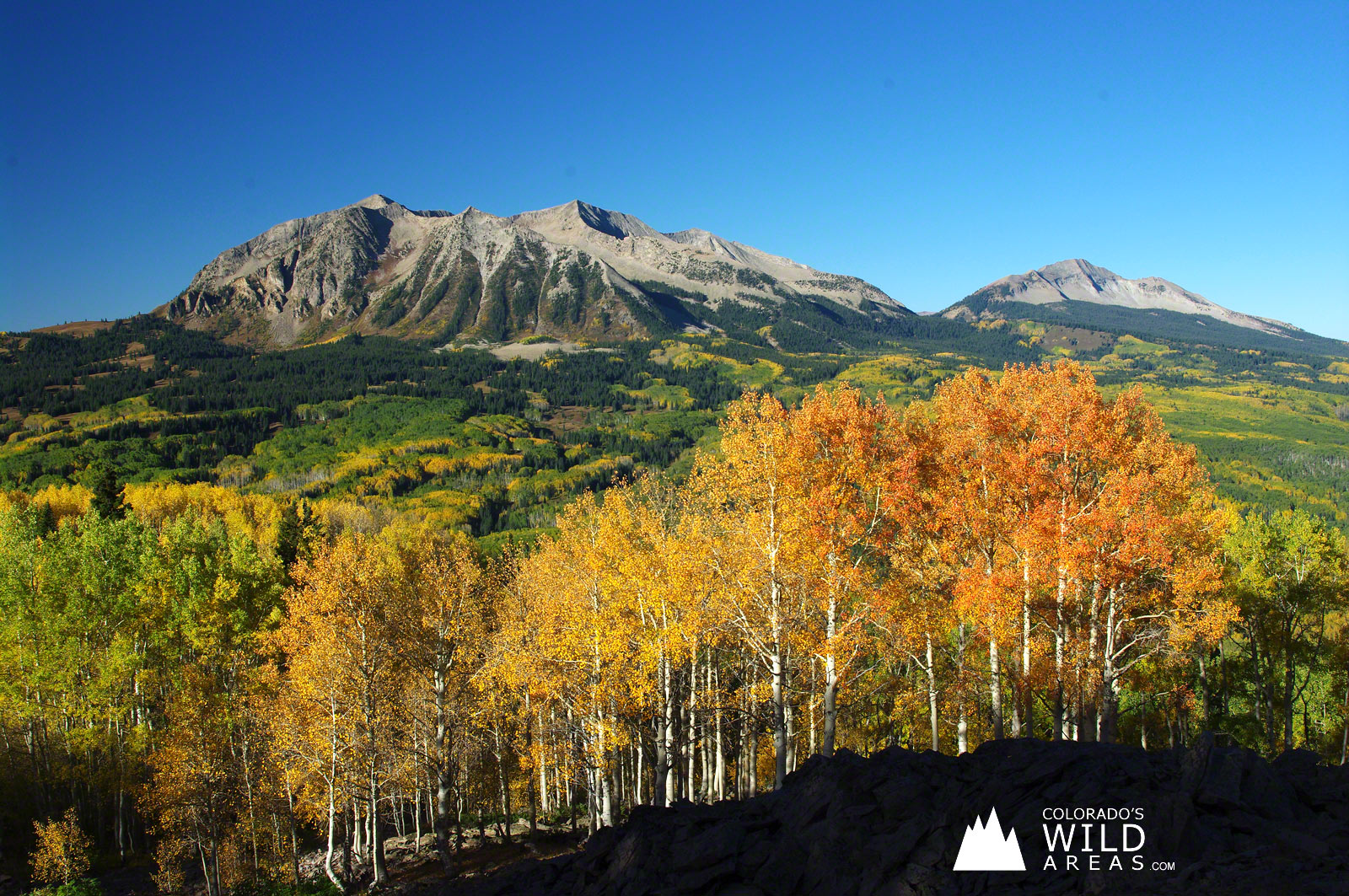 Colorado Kebler Pass Fall Aspens - Colorado Fall - HD Wallpaper 