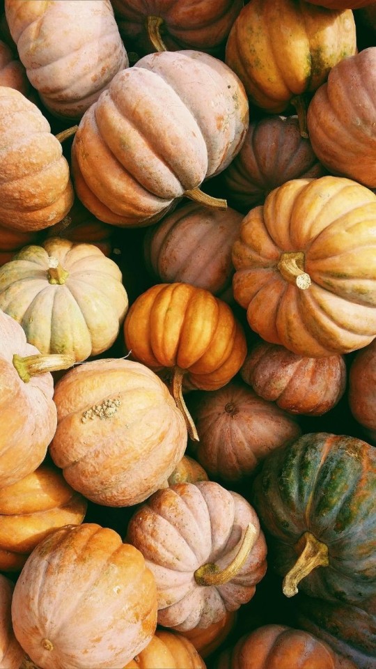 Image - Fall Pumpkin - HD Wallpaper 