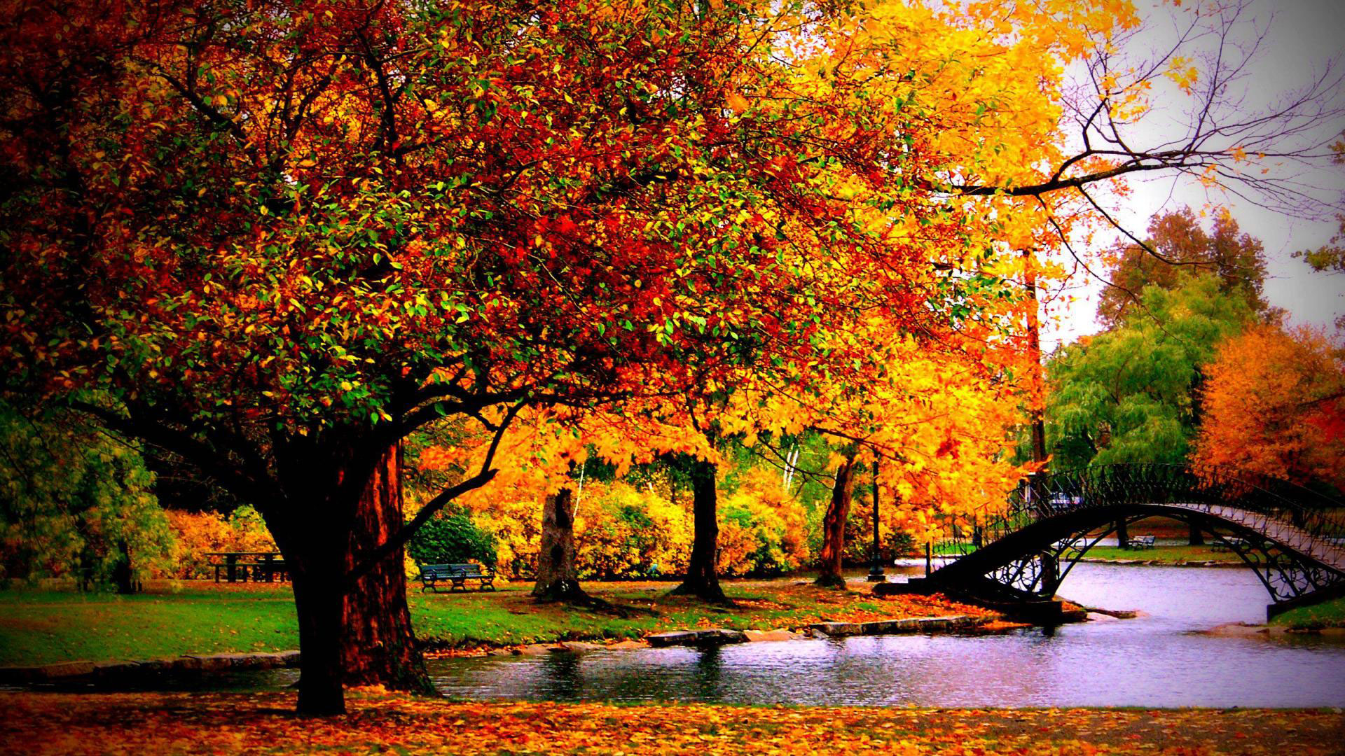 Fall Wallpaper Background 8 Autumn Wallpaper Examples - Autumn Desktop Background Hd - HD Wallpaper 