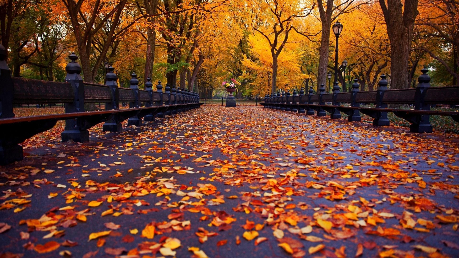 Full Hd Autumn Or Fall Wallpapers With Maple Leaves - Fall Wallpaper Desktop - HD Wallpaper 