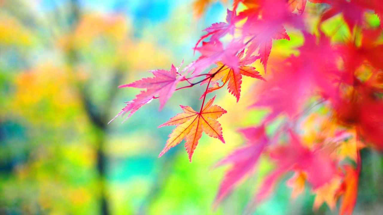 Fall Wallpaper - High Resolution Autumn Background - HD Wallpaper 