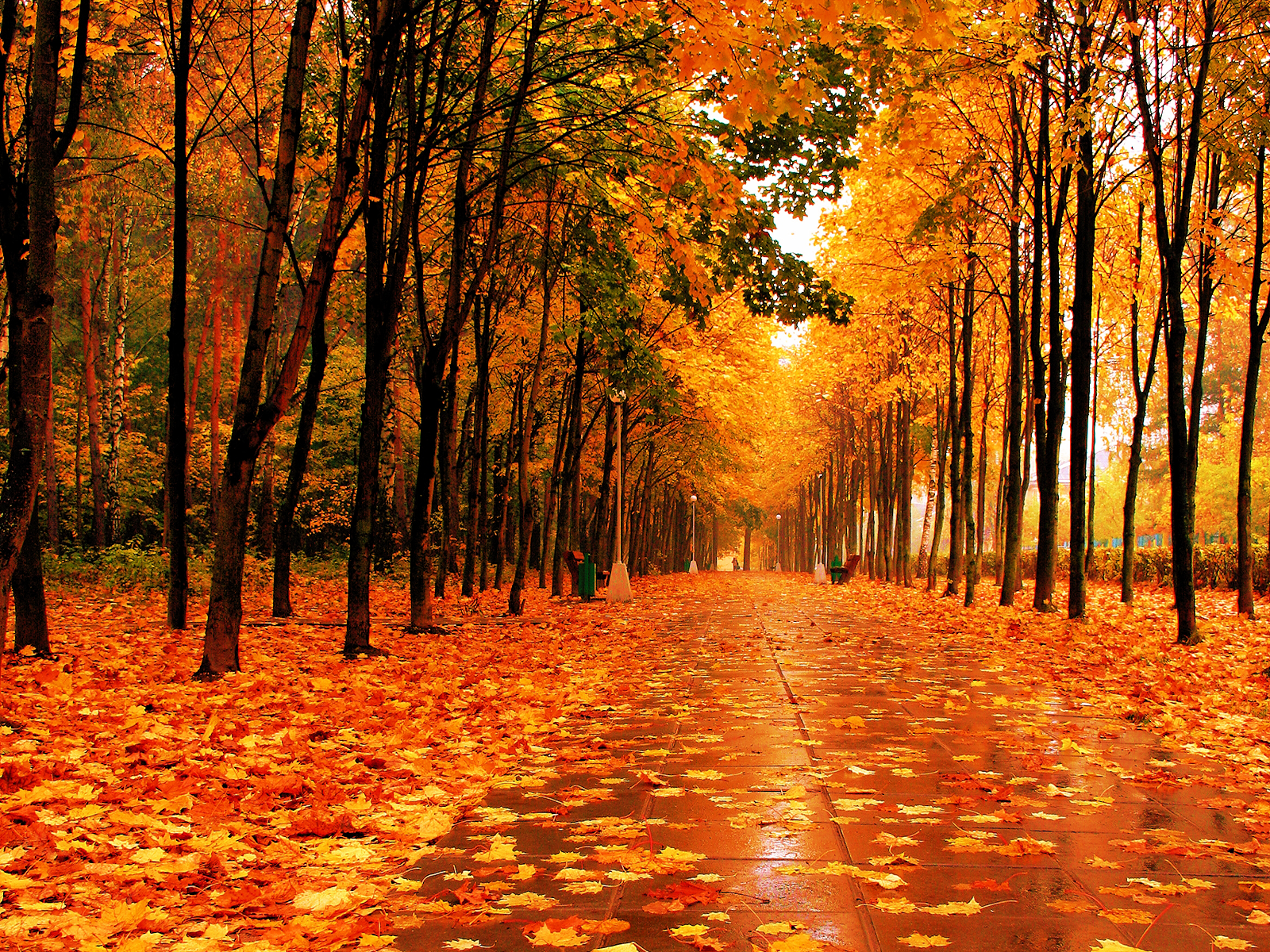 Theres Something About Fall - HD Wallpaper 