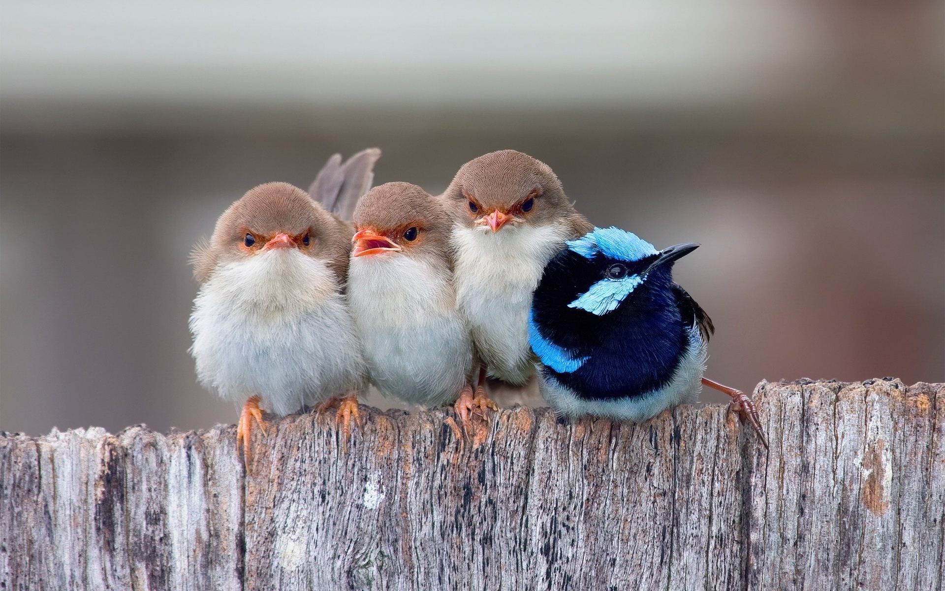 Wallpaper Sweet Page - Funny Bird - HD Wallpaper 