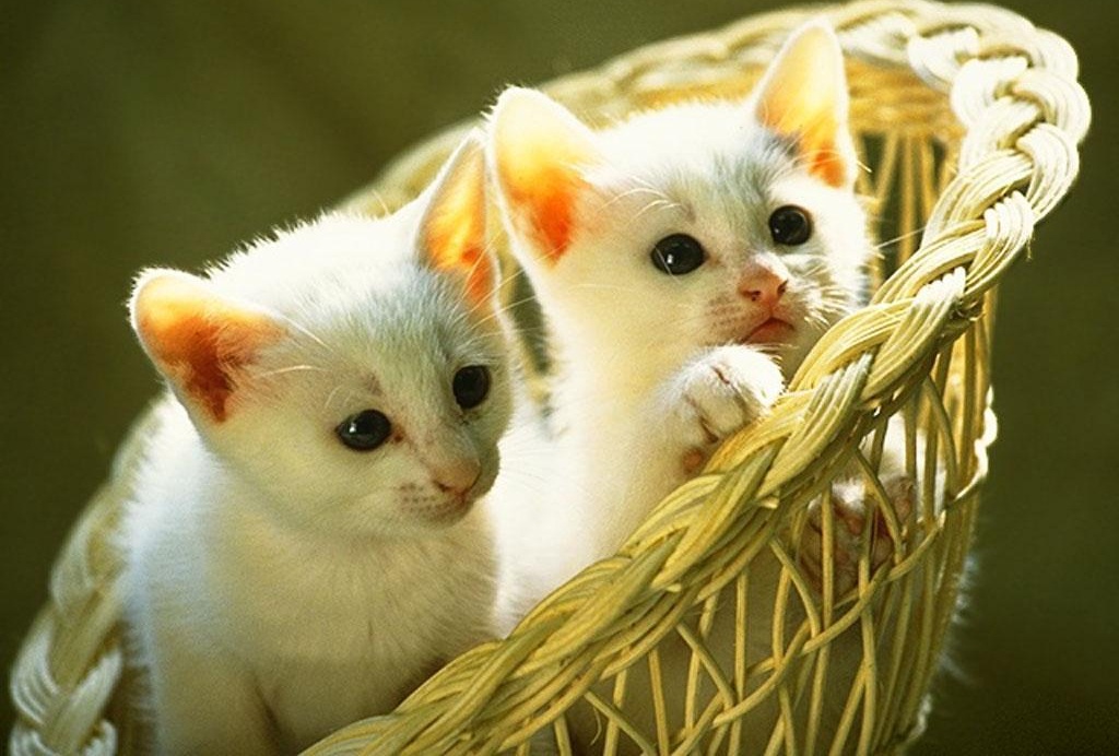 Cats And Kittens - HD Wallpaper 