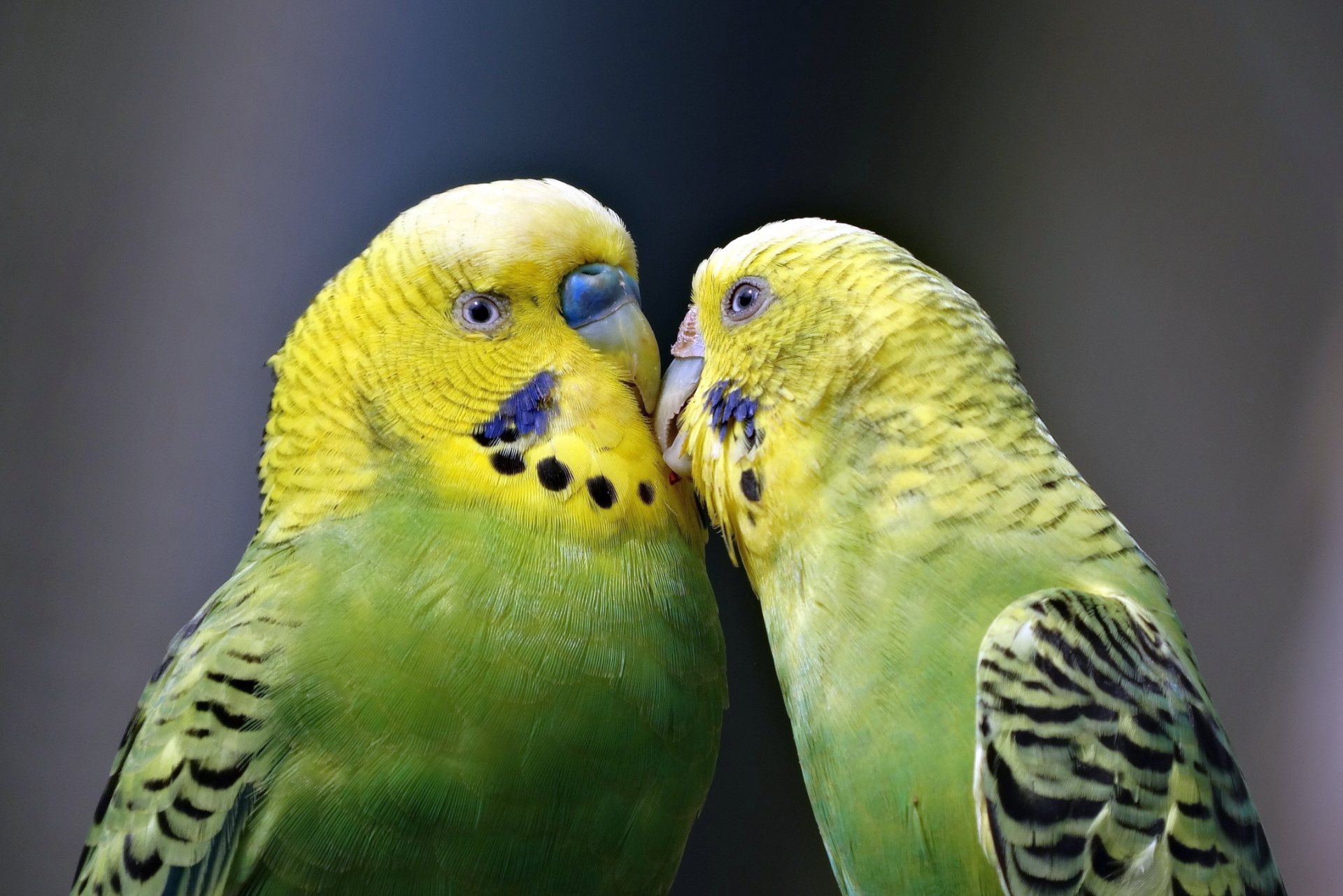 Sweet Yellow Green Love Bird Wallpaper 1920p - Yellow Green Love Birds - HD Wallpaper 