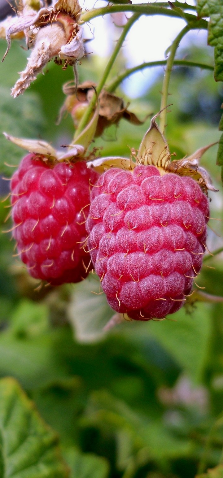Raspberries Branch Food Sweet Wallpaper - Sweet - HD Wallpaper 