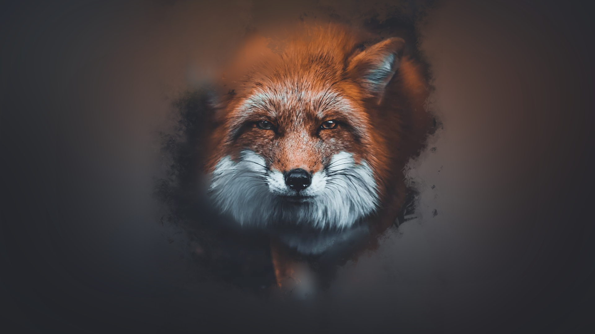 1080p Fox Wallpaper Hd 1920x1080 Wallpaper teahub.io