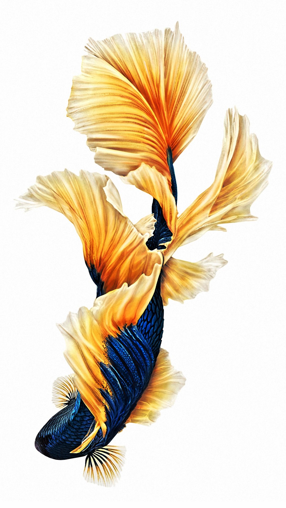 Iphone 6s Plus Wallpaper Hd With High-resolution Pixel - Iphone Fish  Wallpaper Hd - 1080x1920 Wallpaper 