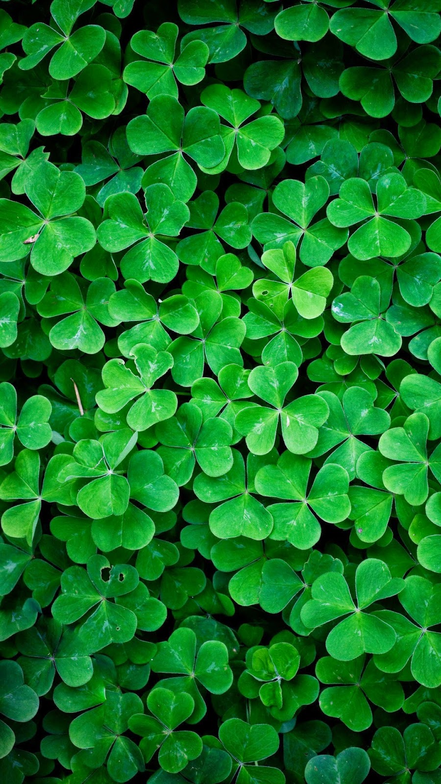 Green Nature Hd Retina Wallpaper Iphone 6 Plus - Four Leaf Clover Iphone - HD Wallpaper 