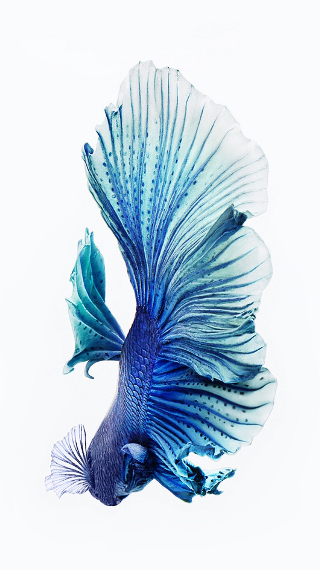 Iphone 6s Wallpaper Lock Screen With High-resolution - Iphone 6s Wallpaper Hd Fish - HD Wallpaper 