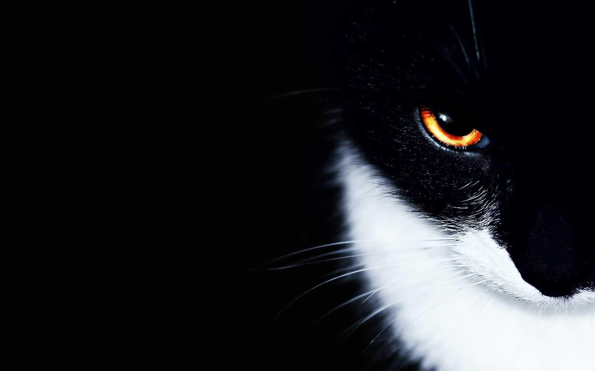 Black And White Cat Wallpapers 
 Data-src /full/32054 - Best Cats Wallpapers Hd - HD Wallpaper 