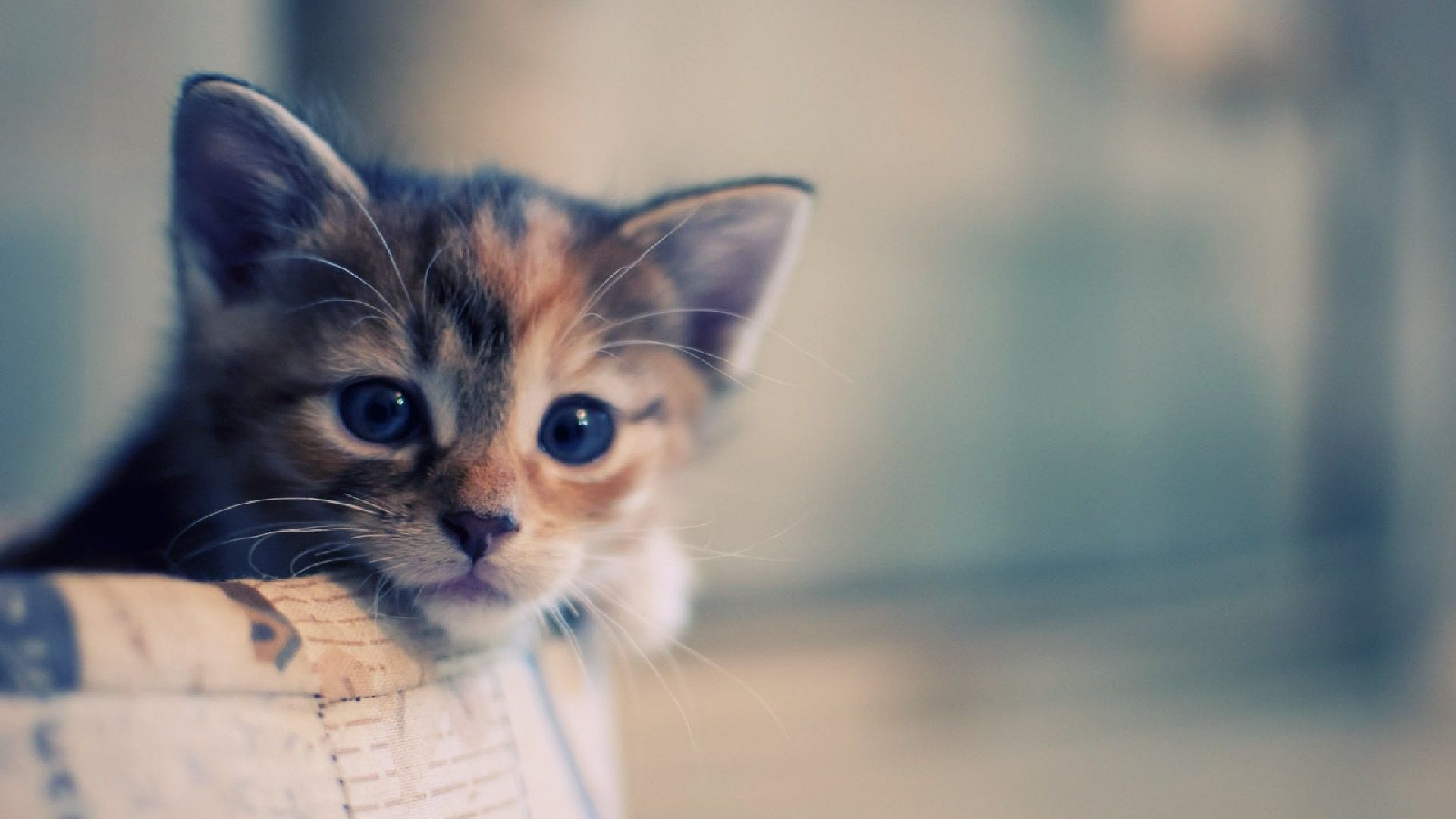 Cute Cat Wallpaper Hd - HD Wallpaper 