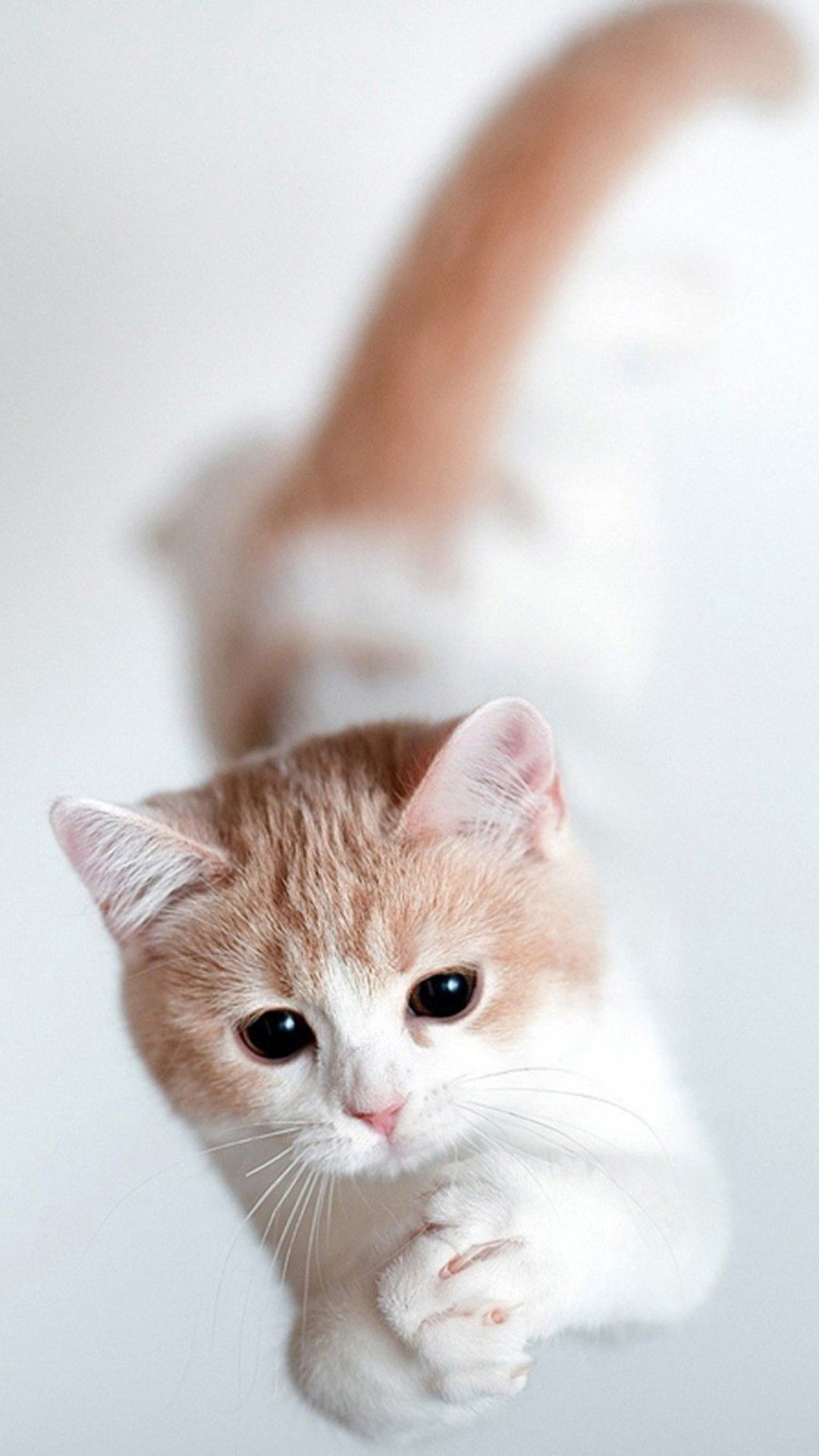 Cute Cat Wallpaper Iphone - HD Wallpaper 