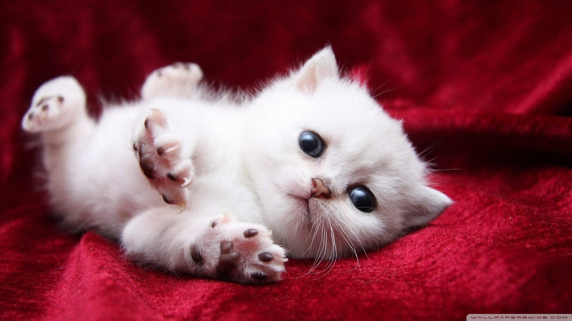 Baby Cute Kittens - HD Wallpaper 