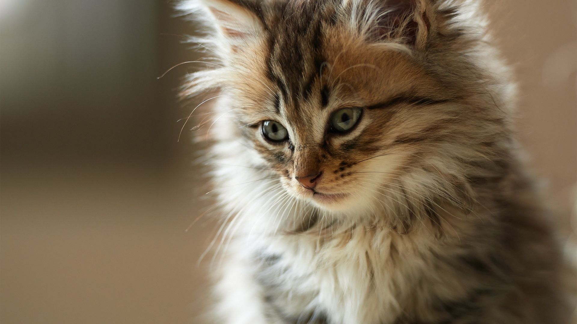 Beautiful Cute Fluffy Cat Hd Desktop Wallpaper, Instagram - Cute Fluffy Cat - HD Wallpaper 