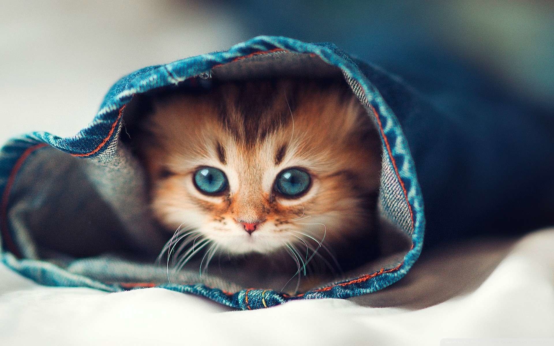 Cat Wallpaper Background Data Src Free Download Cat - Cat Hd Wallpapers 1080p - 1920x1200 Wallpaper Cat Wallpaper Background Data Src Free Download Cat - Cat Hd Wallpapers 1080p - 1920x1200 Wallpaper