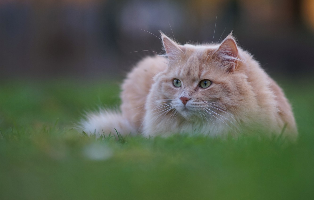 Photo Wallpaper Cat, Grass, Cat, Cat - Domestic Long-haired Cat - HD Wallpaper 