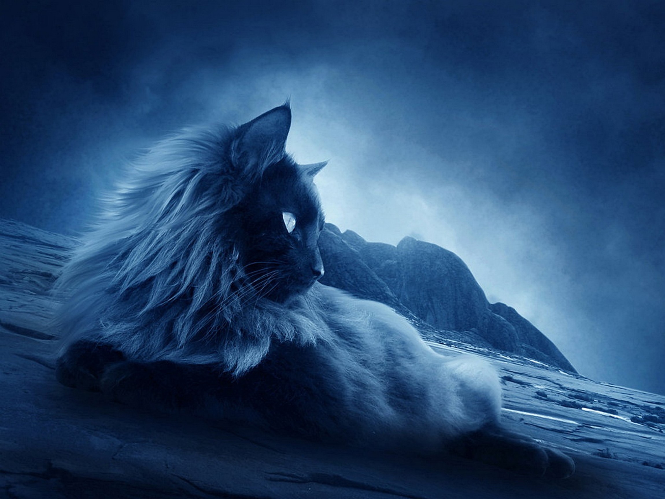 Cat Wallpaper - Warrior Cats Lightning Clan - HD Wallpaper 