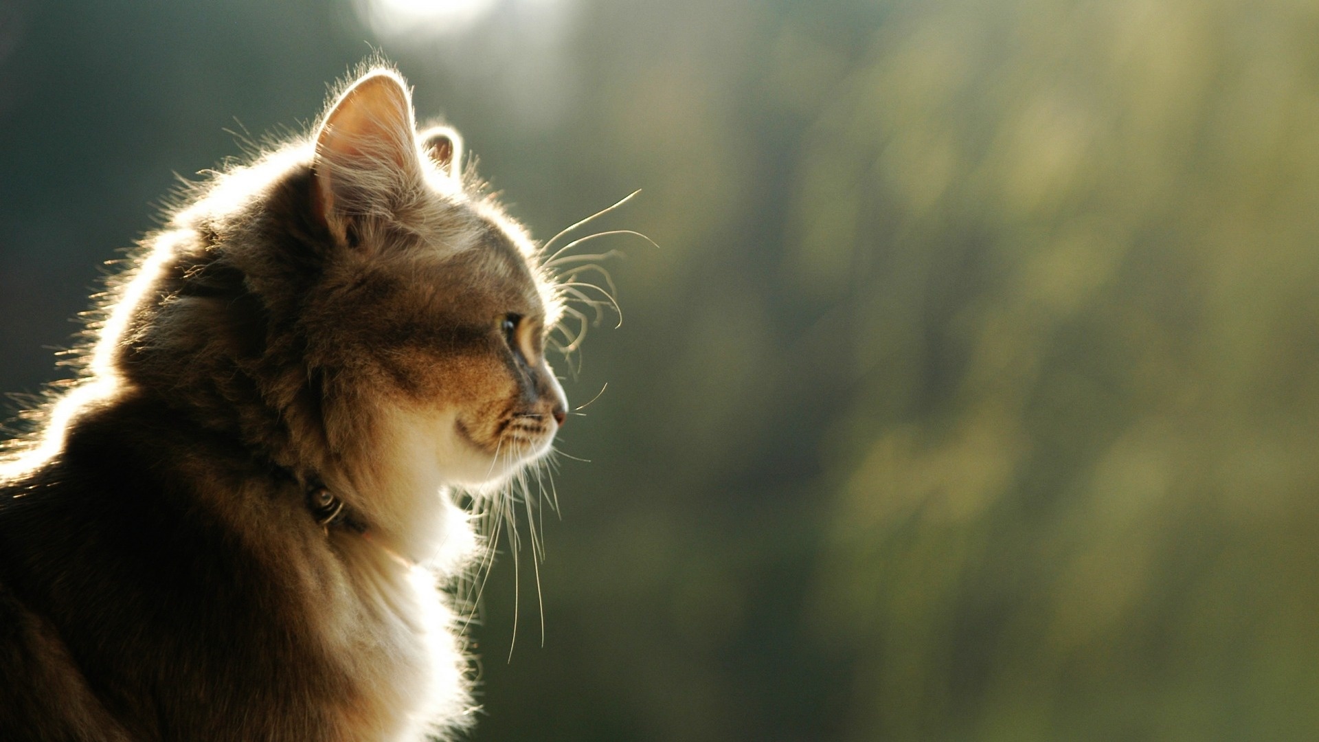 Cat Wallpaper 47 - Cat Background Hd - HD Wallpaper 