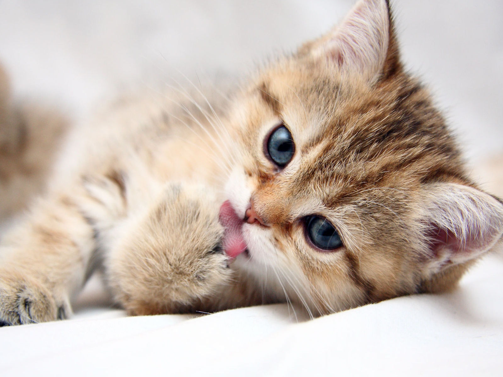 Cute Cats Hd - HD Wallpaper 