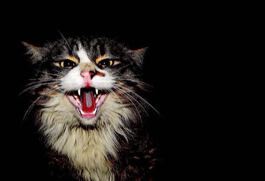 Cat Wallpaper - HD Wallpaper 