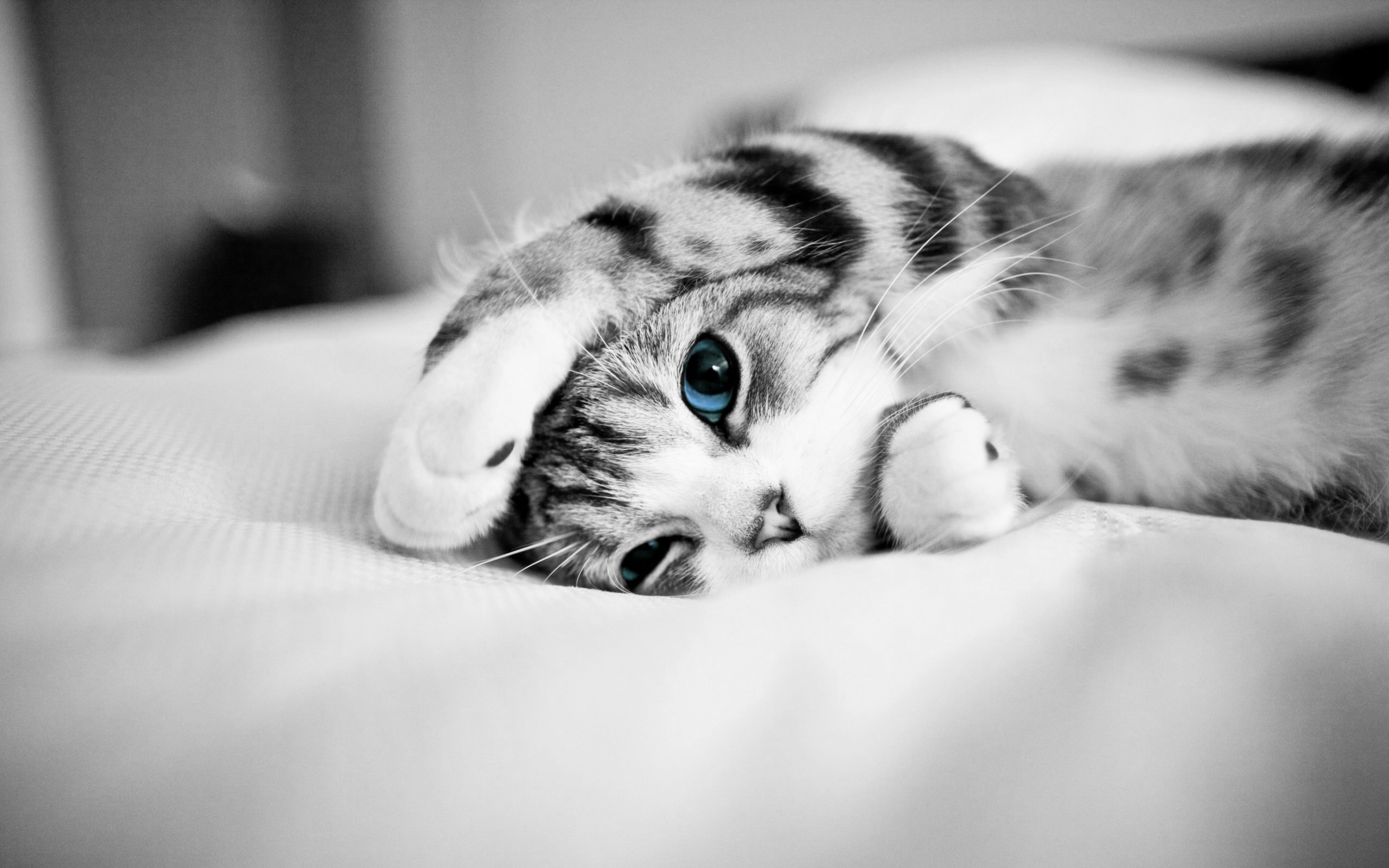 Best Cat Wallpaper - HD Wallpaper 